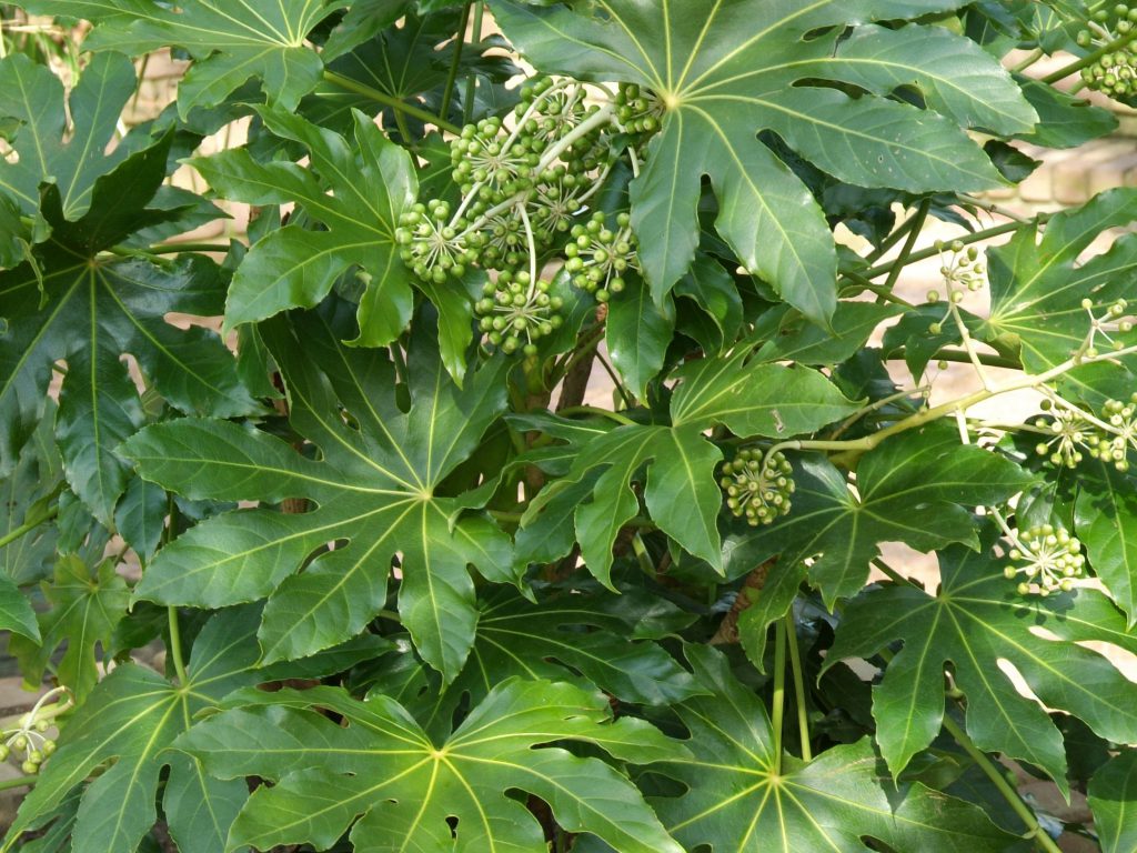 fatsia japonica vingerplant hires4x3