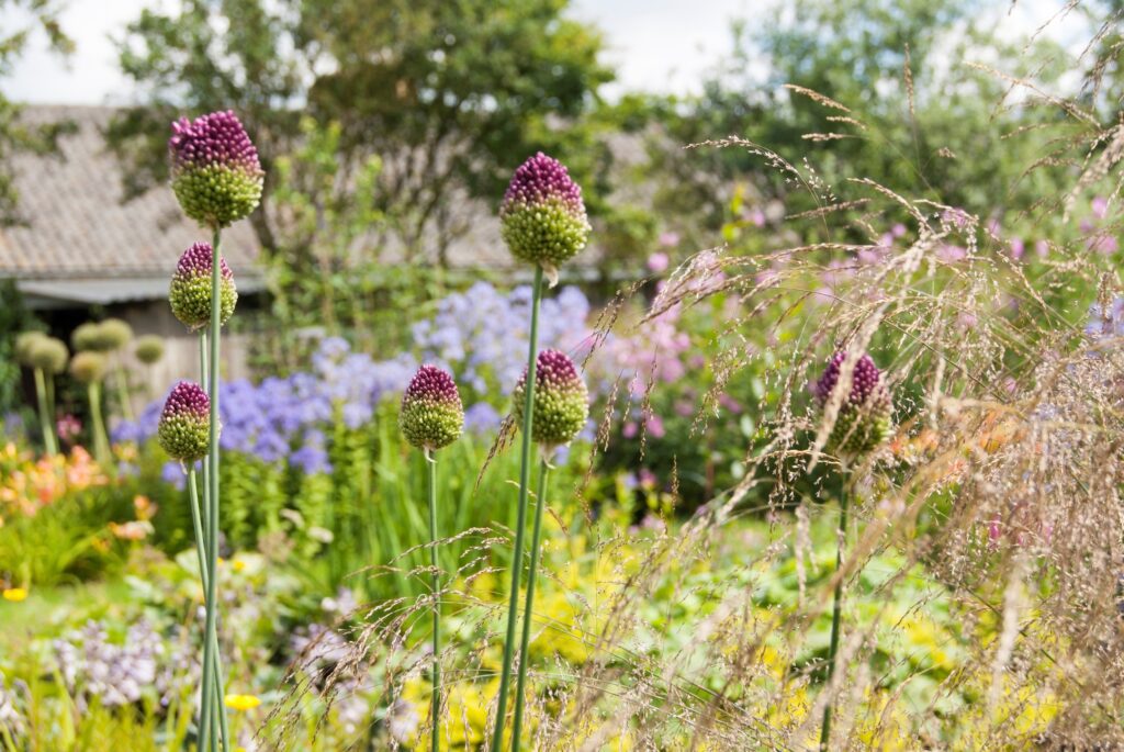 Bloemrijke tuin