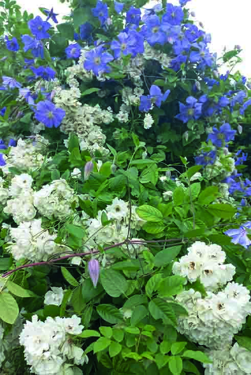 Clematis en roos Tuintrap van betonelementen