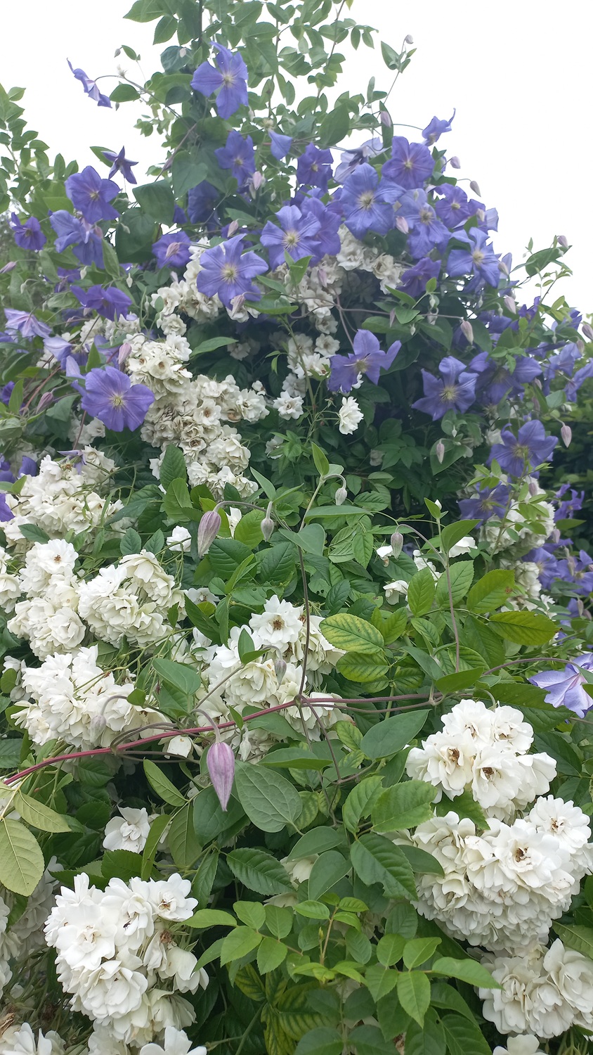 Clematis en roos Tuintrap van betonelementen