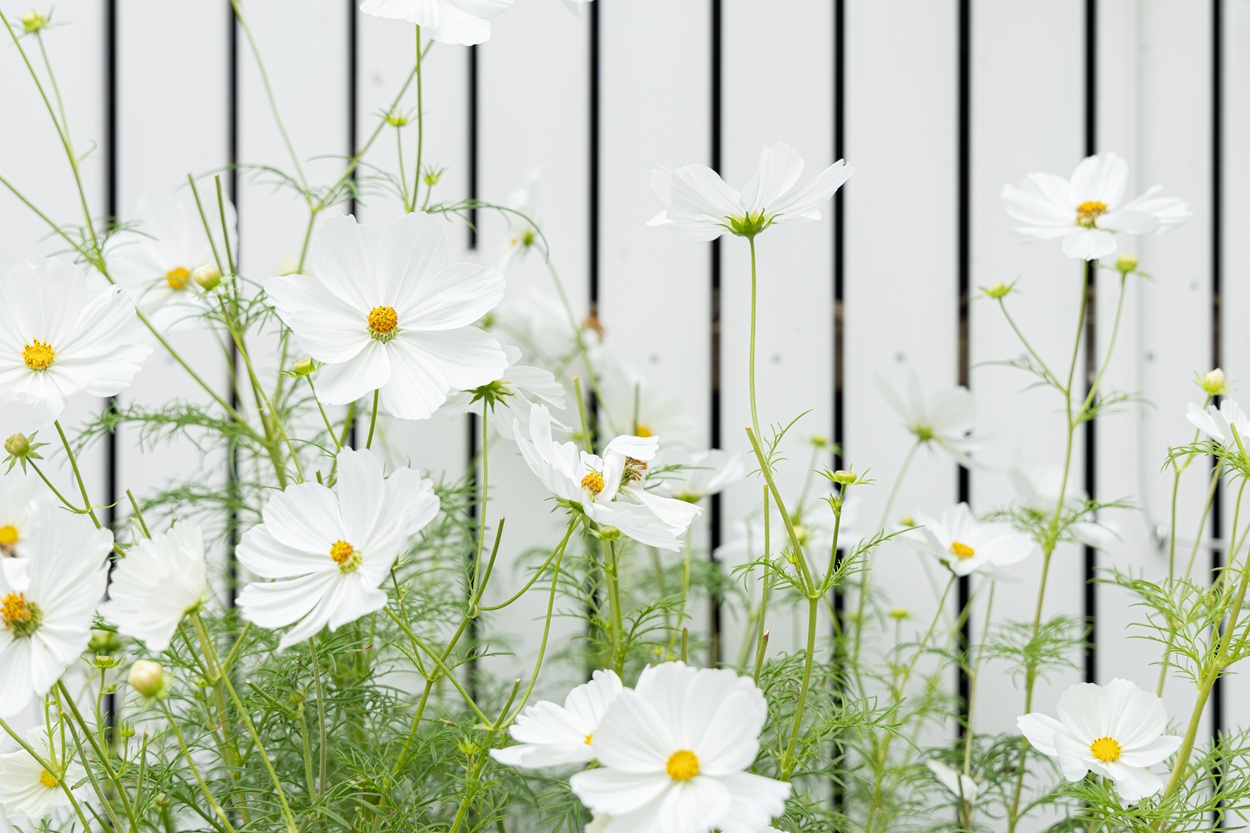 Tuinarchitect Blaricum