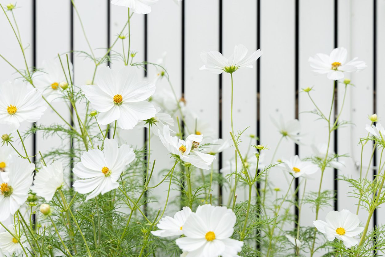 Tuinarchitect Amersfoort